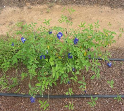 Aparajita( Indigo flower)