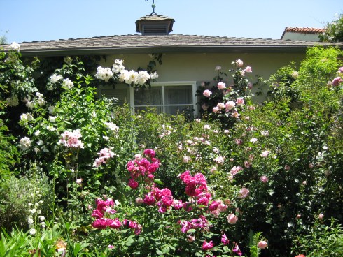 Rose Flower