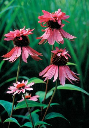 Cosmos Pink