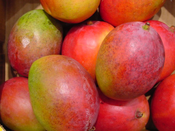 Mango fruit nutrition facts