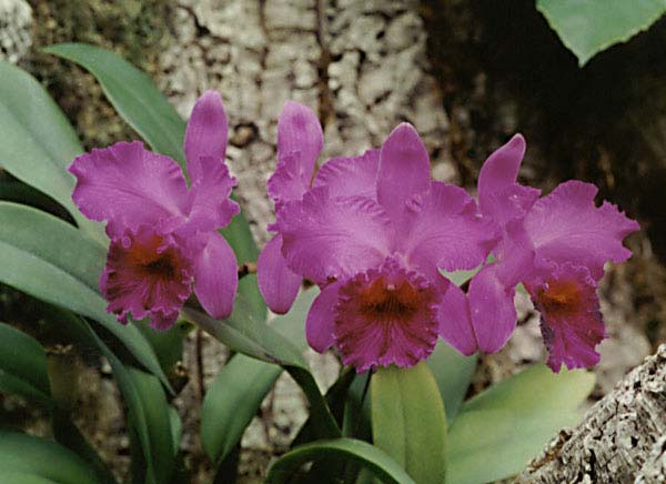 Orchid Flower