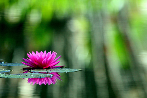 Water Lily
