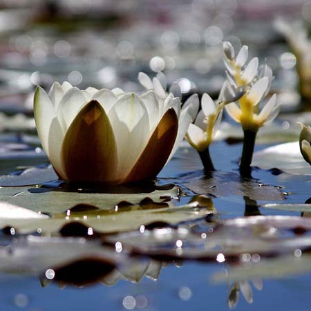 Water Lily