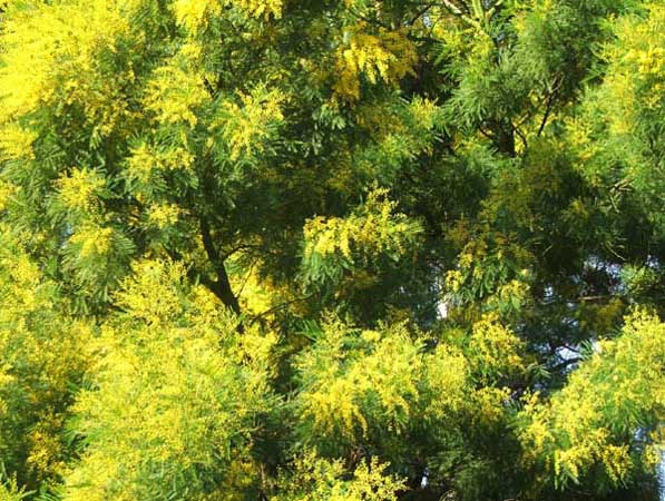 Acacia Flower