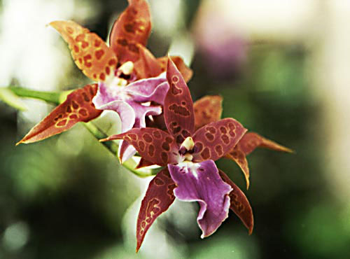 Orchid Flower