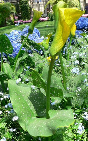 Calla Lily Flower