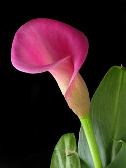 Calla Lily Flower