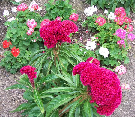 Cockscomb (Celosia Cristata)