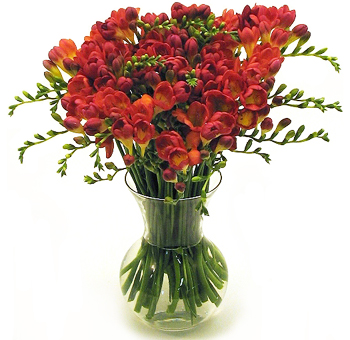 Freesia Flower